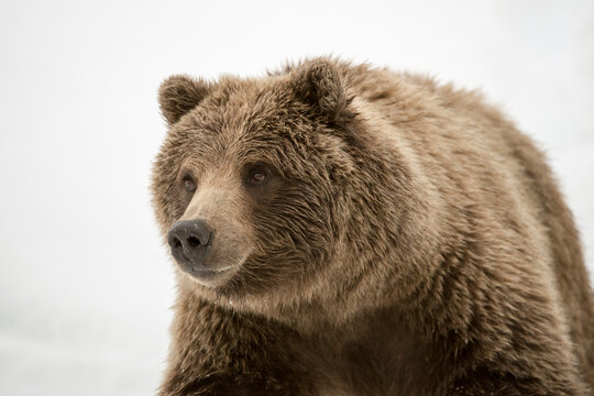 Close up of grizzly bear on snowy landscape