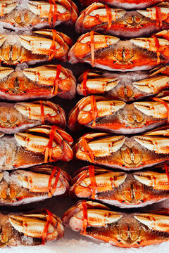 Dungeness crabs for sale at farmer's market in Seattle, Washington