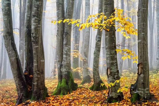 Fog in Ronisoara forest during autumn