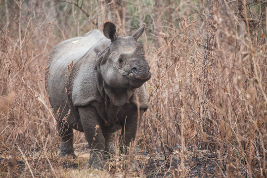 Indian rhinoceros standing on grassy landscape