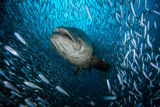 Atlantic goliath grouper surrounded by school of fish swimming underwater