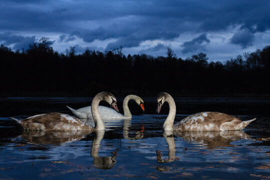 Family of mute swan feeding in lake at twilight
