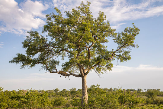 View of leopardess lying on tree