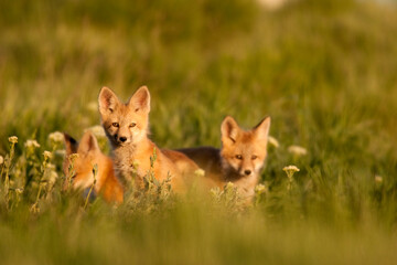 Red fox kits on grassy landscape