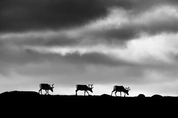 Silhouette of reindeer walking against cloudy sky