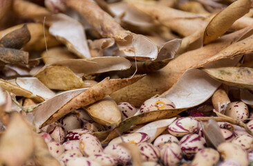 natural drying of beans to detach it from the leaf in an artisanal way