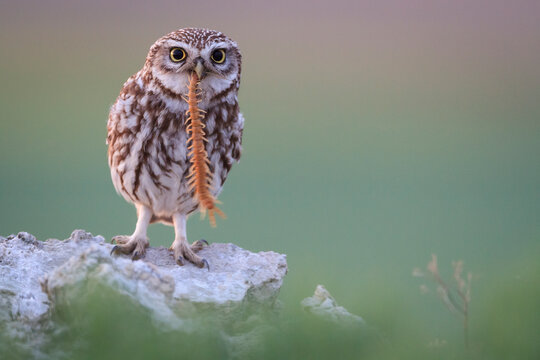 Portrait of little owl holding centipede in beak