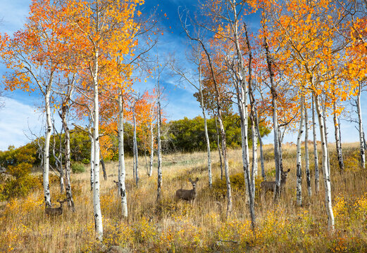 Mule Deer and Aspen trees in forest