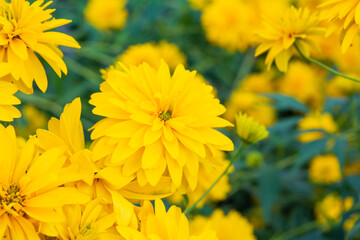 Bright yellow perennial Golden Glow, Rudbeckia laciniata double-flowered plant