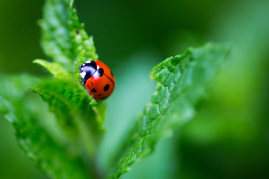 Close up of Ladybird beetle on wild mint - Powered by Adobe