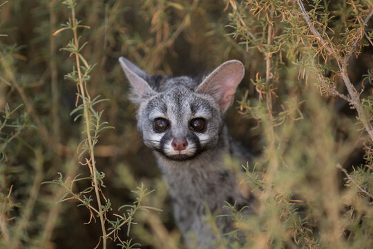 Portrait of genet looking through bush