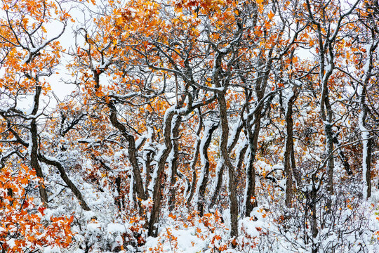 Scenic view of snow covered trees in White River National Forest