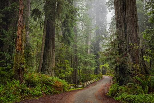 Scenic view of road passing through forest