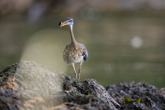 Close up of sunbittern perching on rock