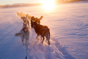 Dogs pulling sled on snowy landscape