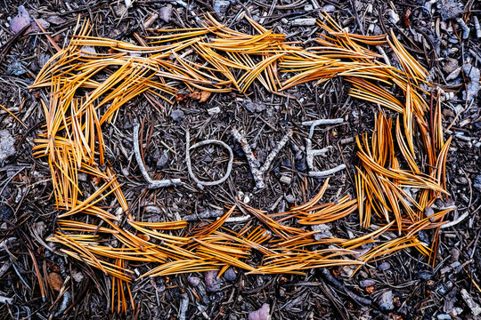 Close up of love text written with pine leaves on ground