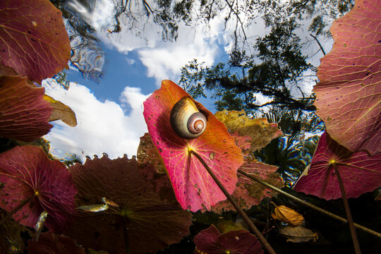 Low angle view of sea nail resting on leaf of aquatic plant in sea