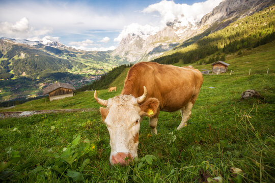 Cow grazing in pasture against Mount Eiger