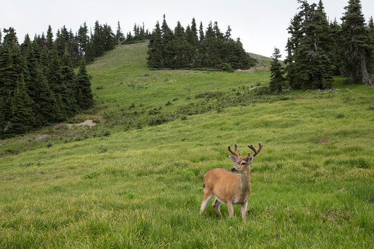 Black tailed deer standing in meadow