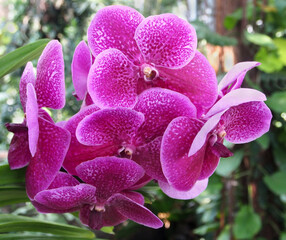 orchid flower, Vanda variety