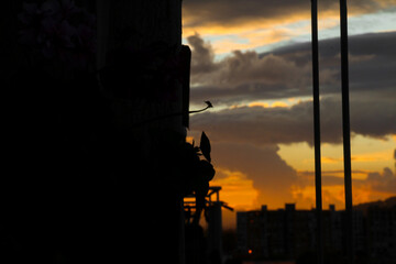 sunset, orange clouds, blue sky, black contrast