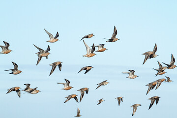 Flock of red knot flying in sky