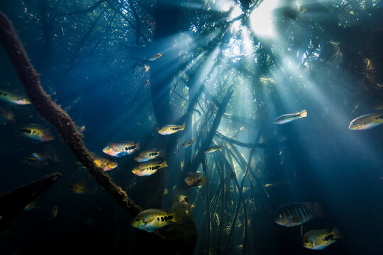 Group of fish swimming undersea