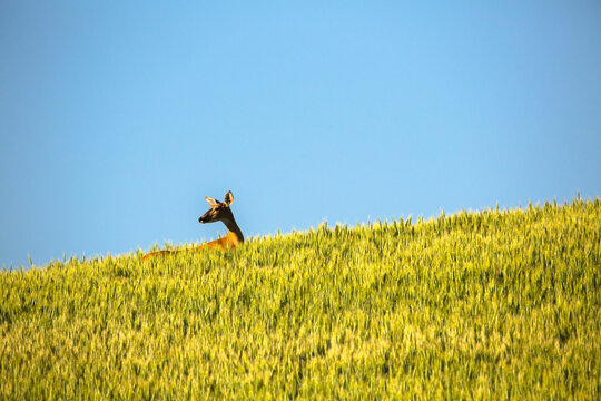 White tailed deer standing in wheat field