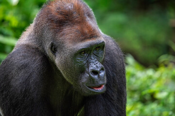 Portrait of lowland silverback gorilla © Cavan