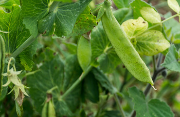 harvesting dried shelled vetch green