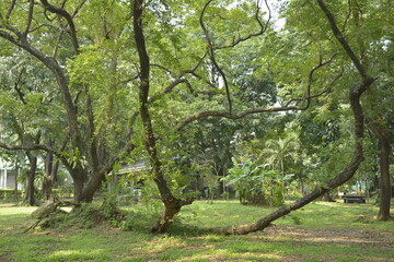 Ninoy Aquino parks and wildlife surrounding trees in Quezon City, Philippines