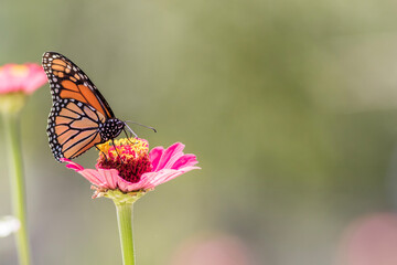 Male Monarch Butterfly on pink zinnia flower soft green background left side copy space