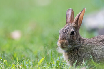 Eastern Cottontail Rabbit, Sylvilagus floridanus, closeup in the grass soft light copy space