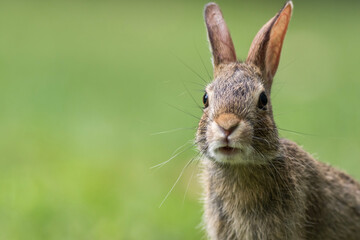 Naklejka na ściany i meble Eastern Cottontail Rabbit, Sylvilagus floridanus, closeup in the grass soft light copy space