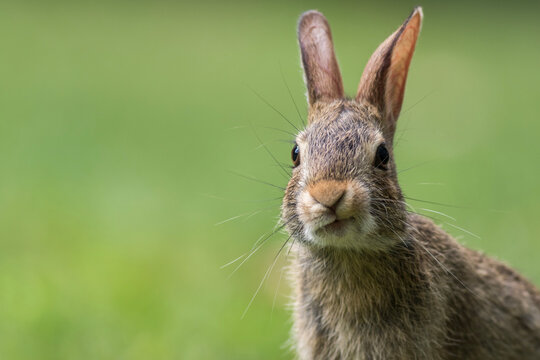Eastern Cottontail Rabbit, Sylvilagus floridanus,  funny face closeup in the grass soft light copy space