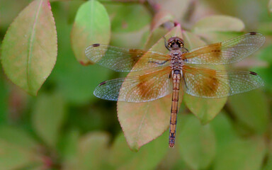 Close up of a beautiful dragonfly resting on a leaf.