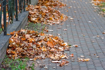 Heaps of fallen autumn leaves on city street. Pile of brown and yellow leaves collected at corner of suburban street awaiting removal..