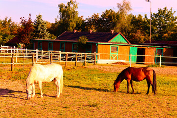 Konie © Magical moments