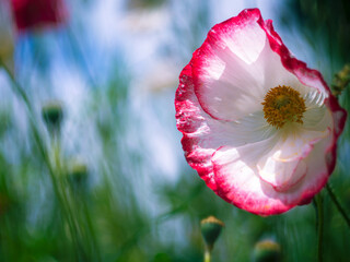 red poppy flower