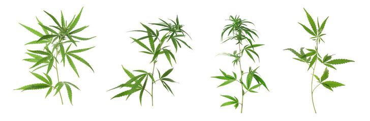 Set of hemp plants on white background, banner design