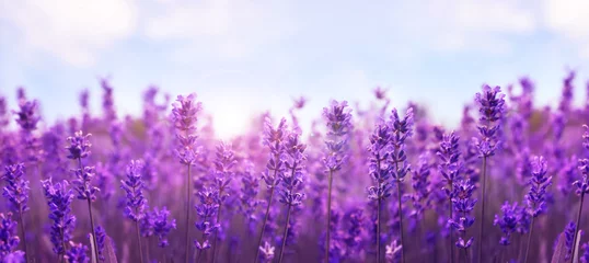 Gordijnen Beautiful lavender field, closeup. Banner design © New Africa