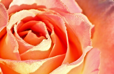 Floral background consisting of rose head with drops of ross.Macro.Hot colors.