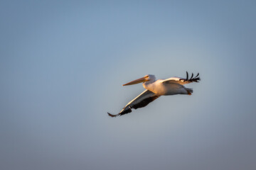 Obraz premium American White Pelican (Pelecanus erythrorhynchos) in flight over Lake Hefner in Oklahoma City