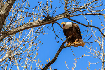 Bald Eagle (Haliaeetus leucocephalus) perched on a tree near its nest