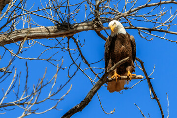 Bald Eagle (Haliaeetus leucocephalus) perched on a tree near its nest