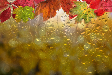Beautiful autumn background with golden leaves on rainy day, space for text