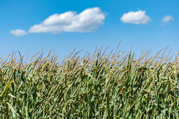 Hearty tall corn stalks blowing in the wing set against a deep blue sky with white puffy clouds