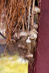 Naklejka na ściany i meble Bunch of fresh dried organic garlic. Autumn harvest time concept
