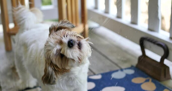 A thirsty Shorkie drinks droplets of water being sprayed at him