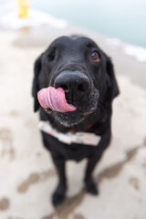 one-eyed black Labrador 